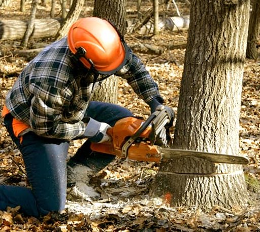 Tree Removal in Dover, NC